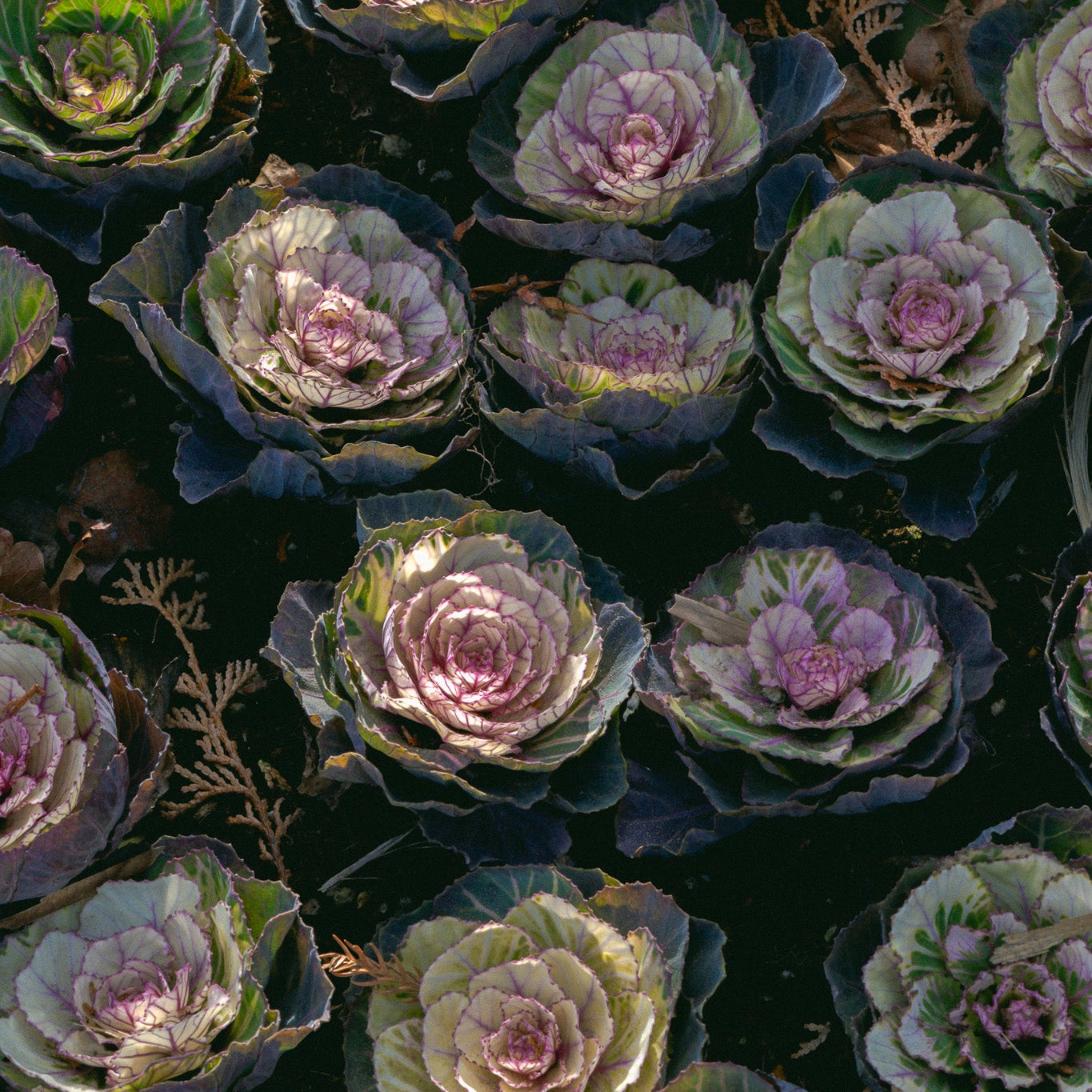 3.21 Spring Flower Workshop with Nicolai Bergmann