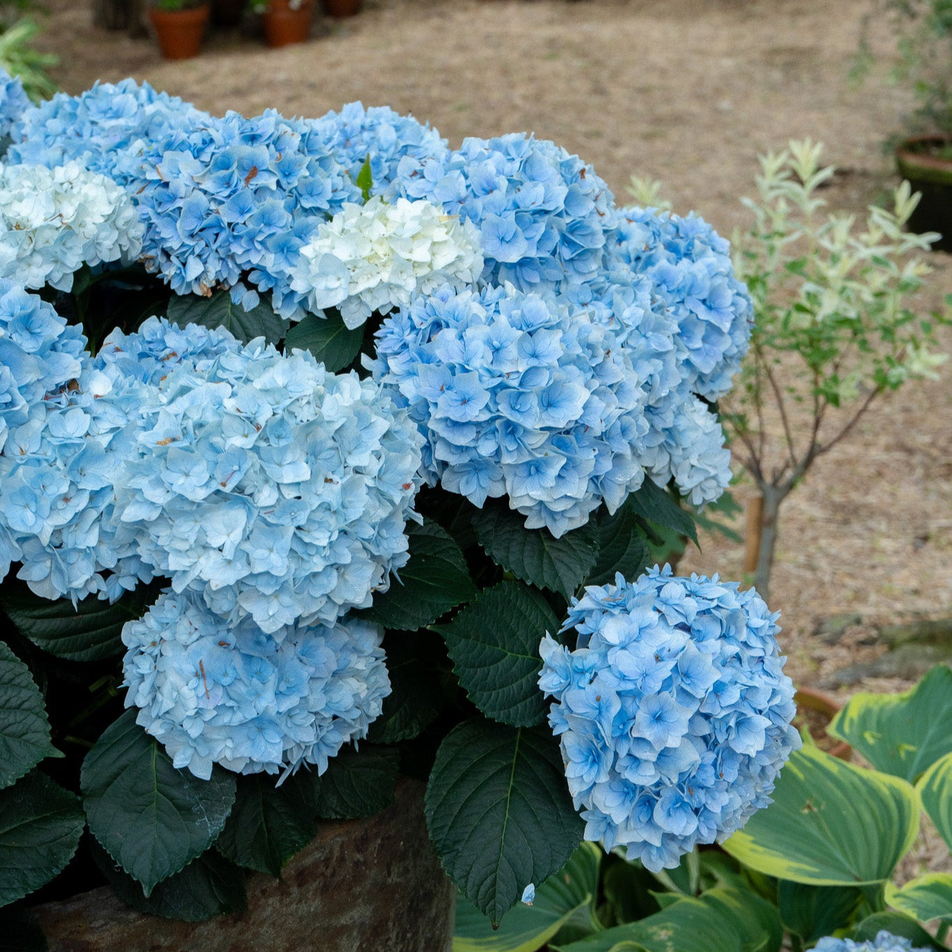 7.1 Hydrangea Flower Workshop with Nicolai Bergmann