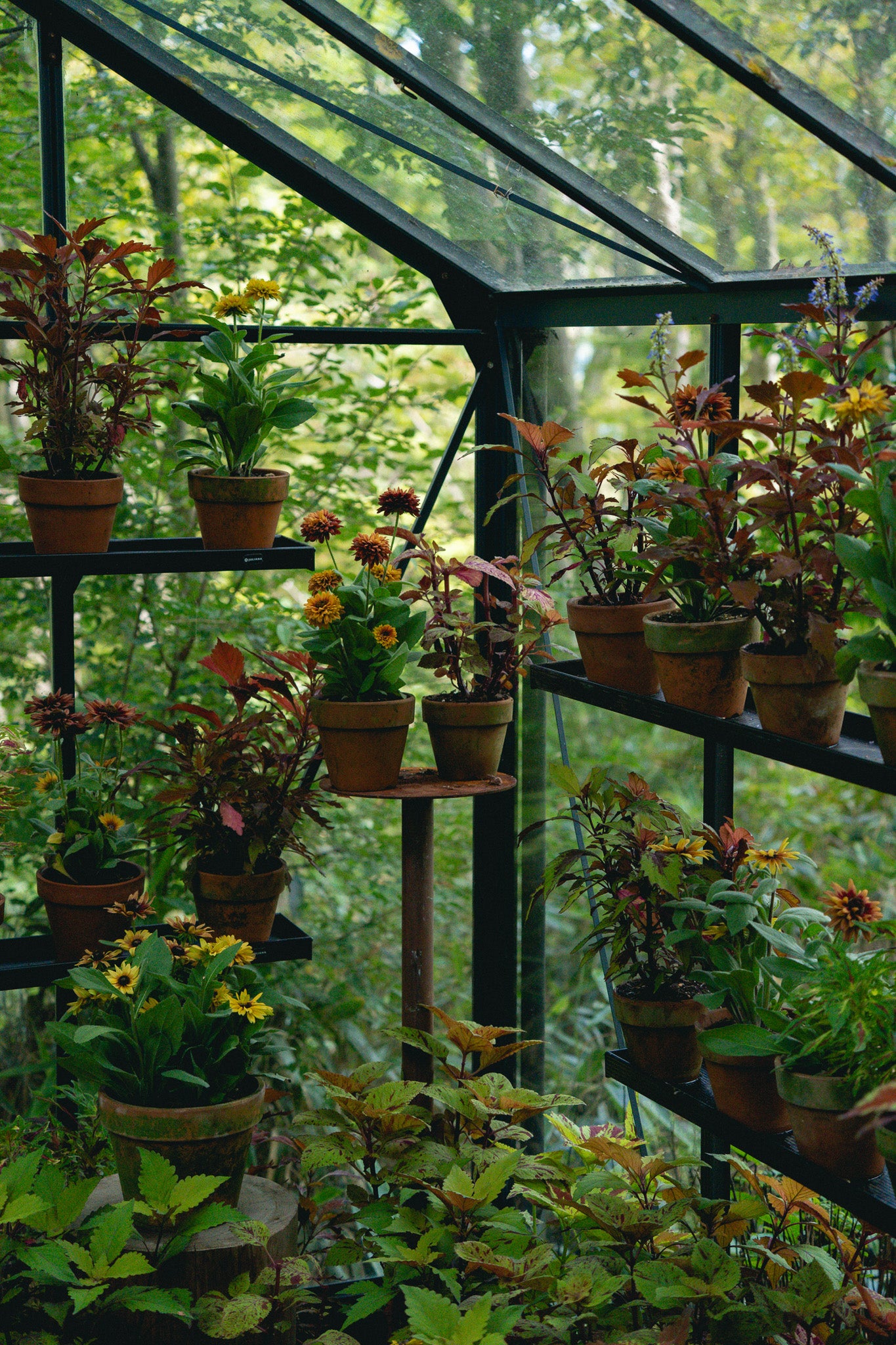 ニコライ バーグマン 箱根 ガーデンズ 事前予約入場チケット 学生