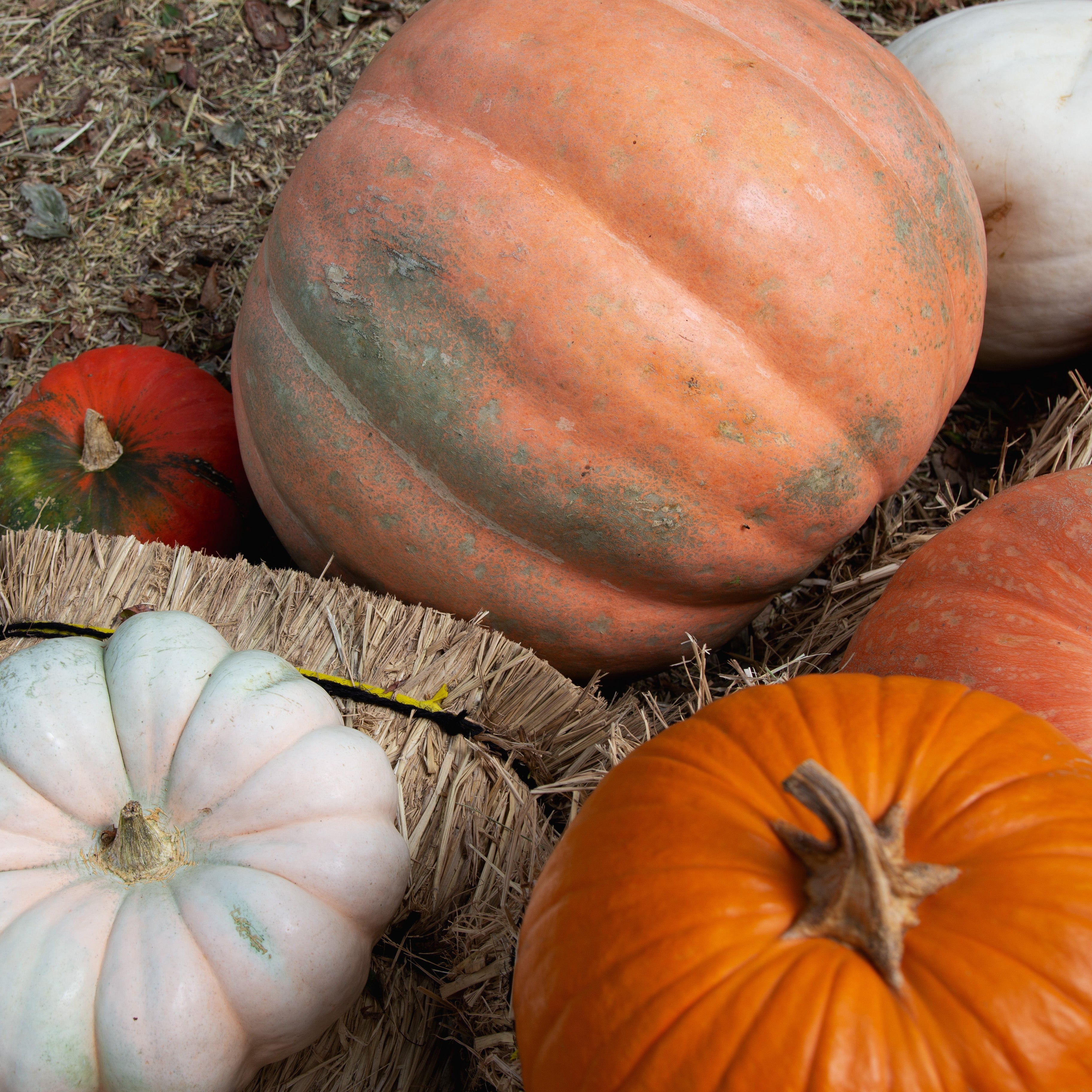 10.25 Autumn Wreath Workshop
