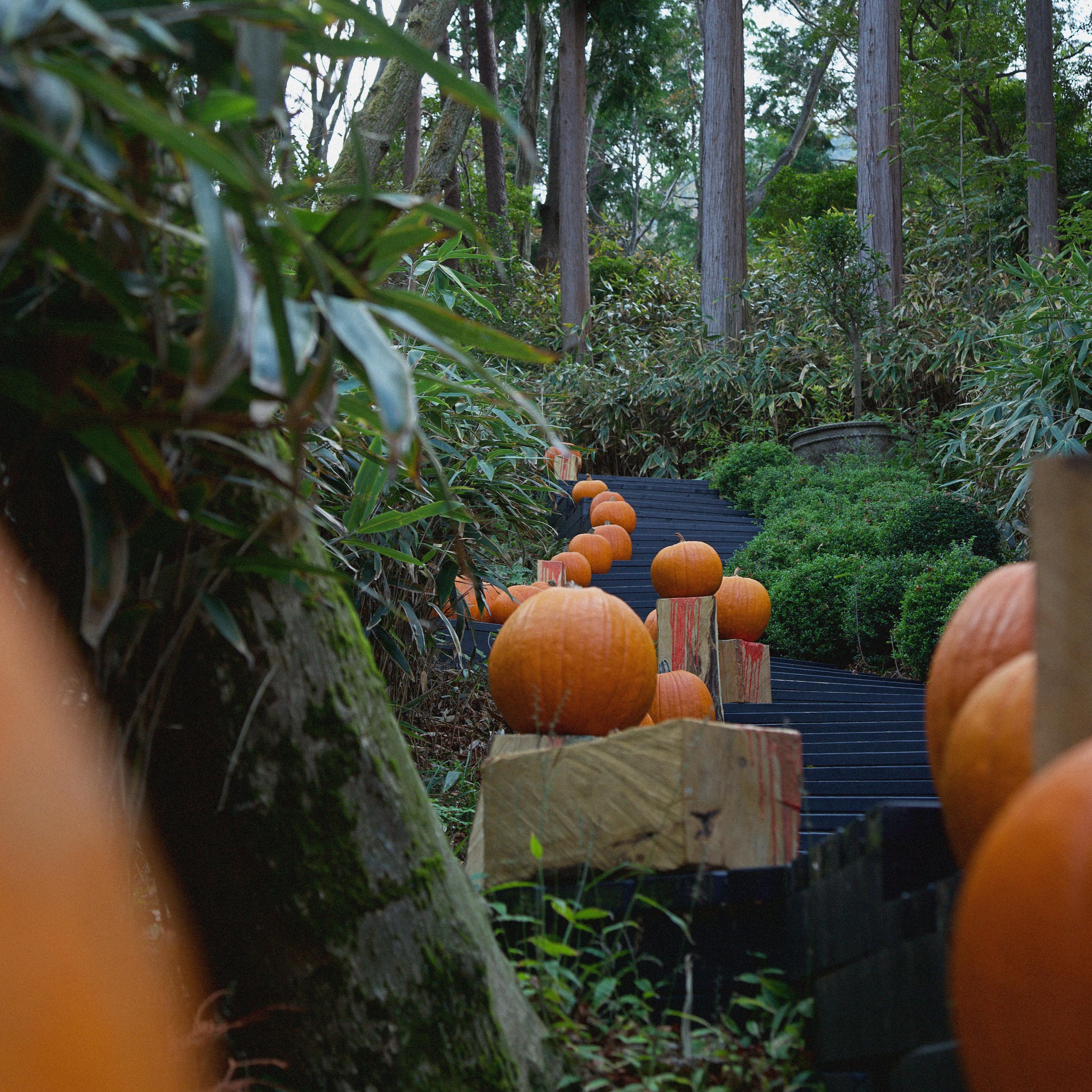 10.25 Autumn Wreath Workshop
