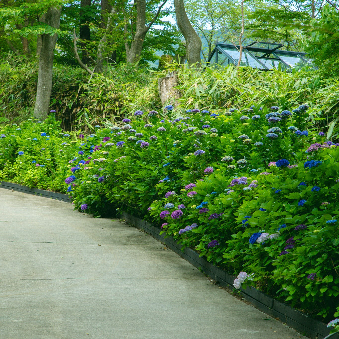 7.1 Hydrangea Flower Workshop with Nicolai Bergmann