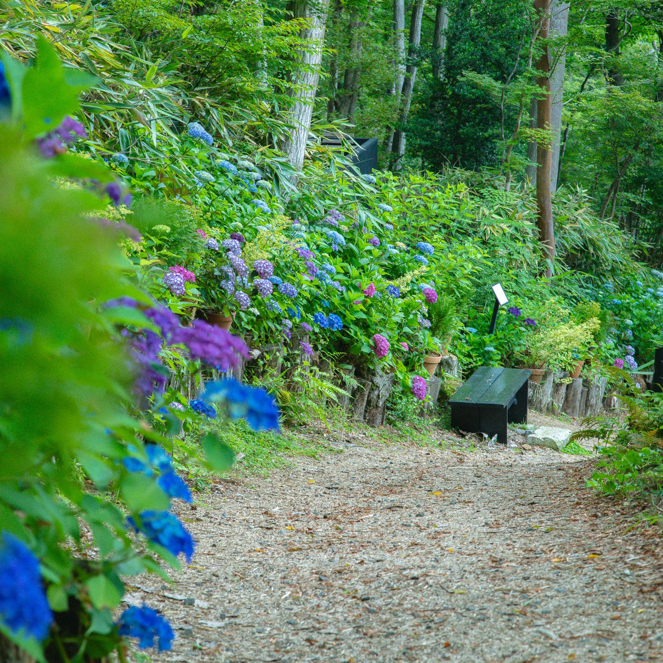 7.1 Hydrangea Flower Workshop with Nicolai Bergmann