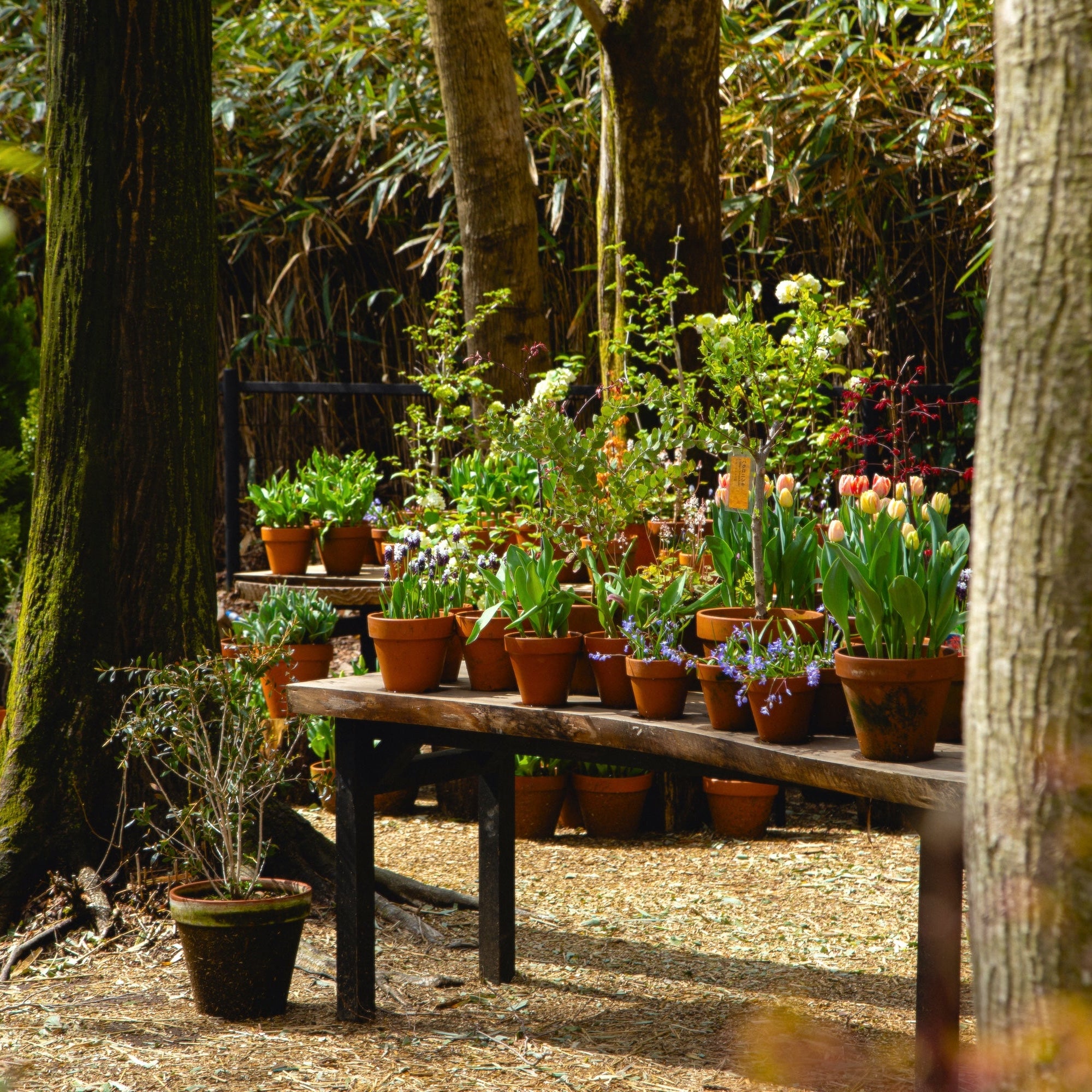 3.21 Spring Flower Workshop with Nicolai Bergmann