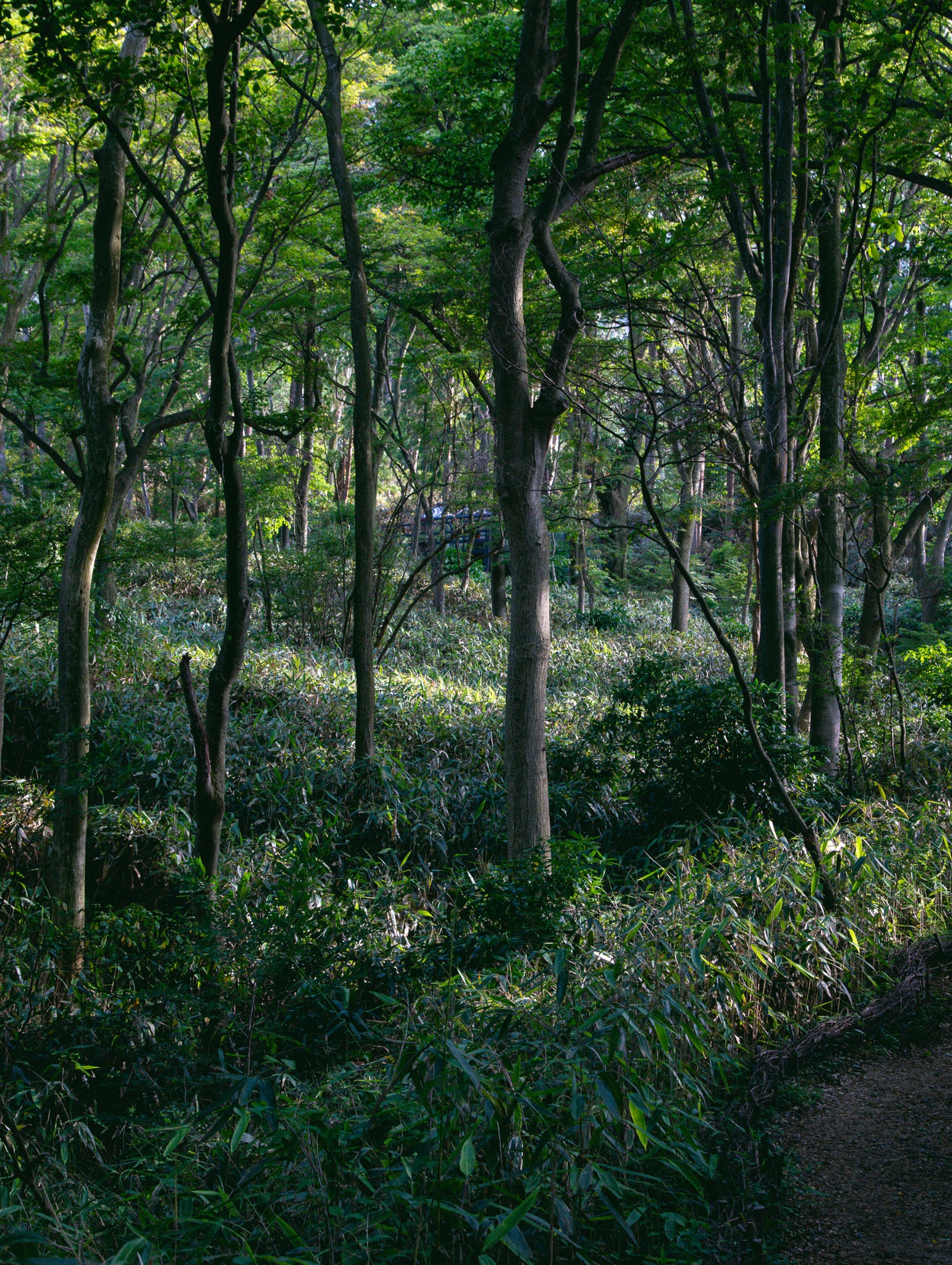 ニコライ バーグマン 箱根 ガーデンズ 事前予約入場チケット
