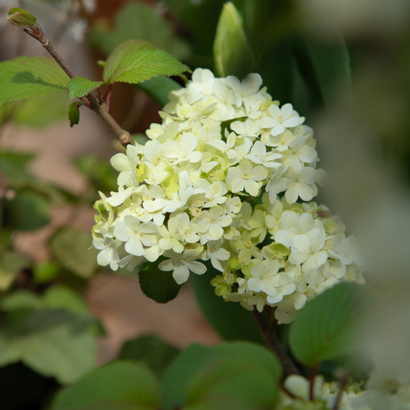 5.20 Rose Flower Workshop with Nicolai Bergmann