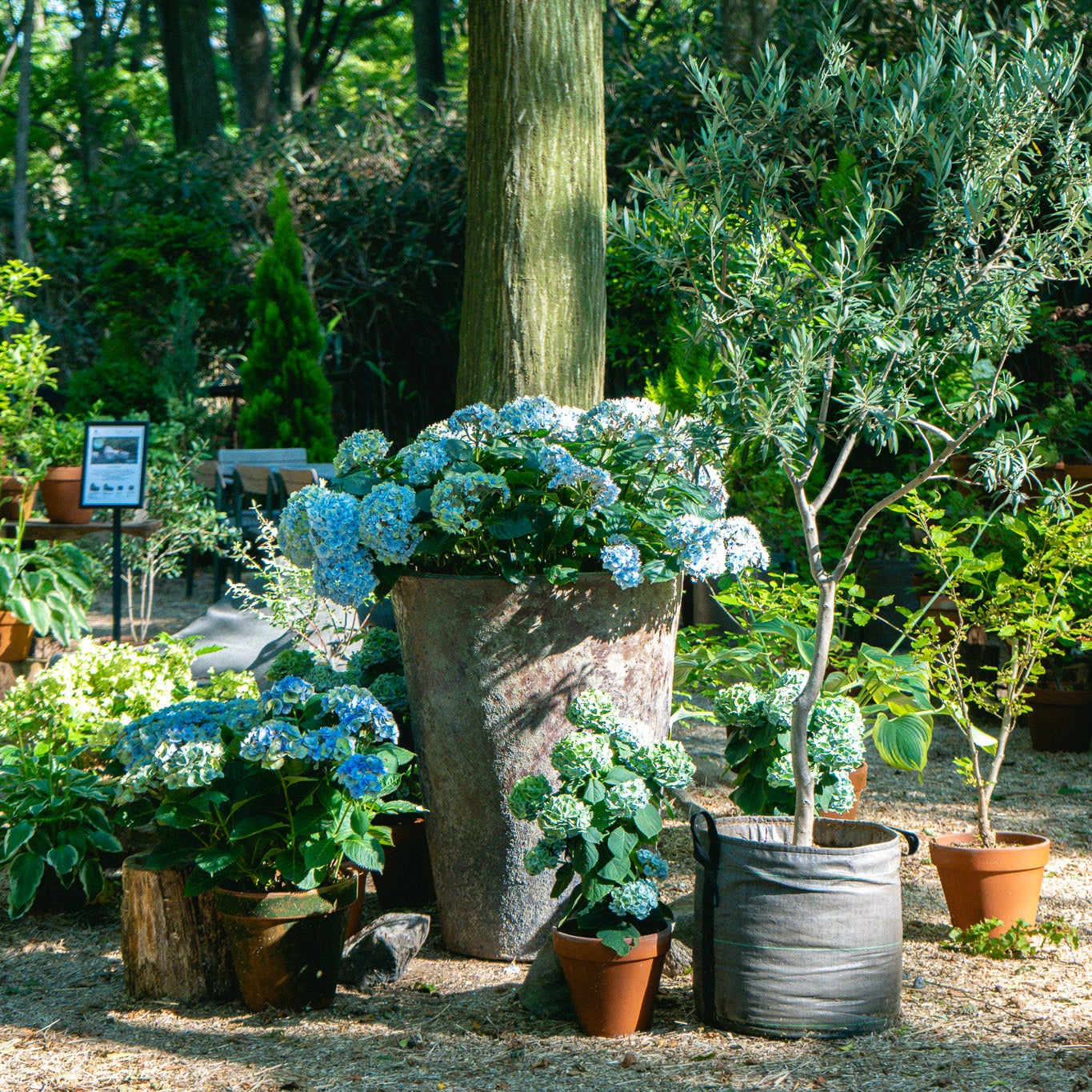 5.20  Rose Flower Workshop with Nicolai Bergmann