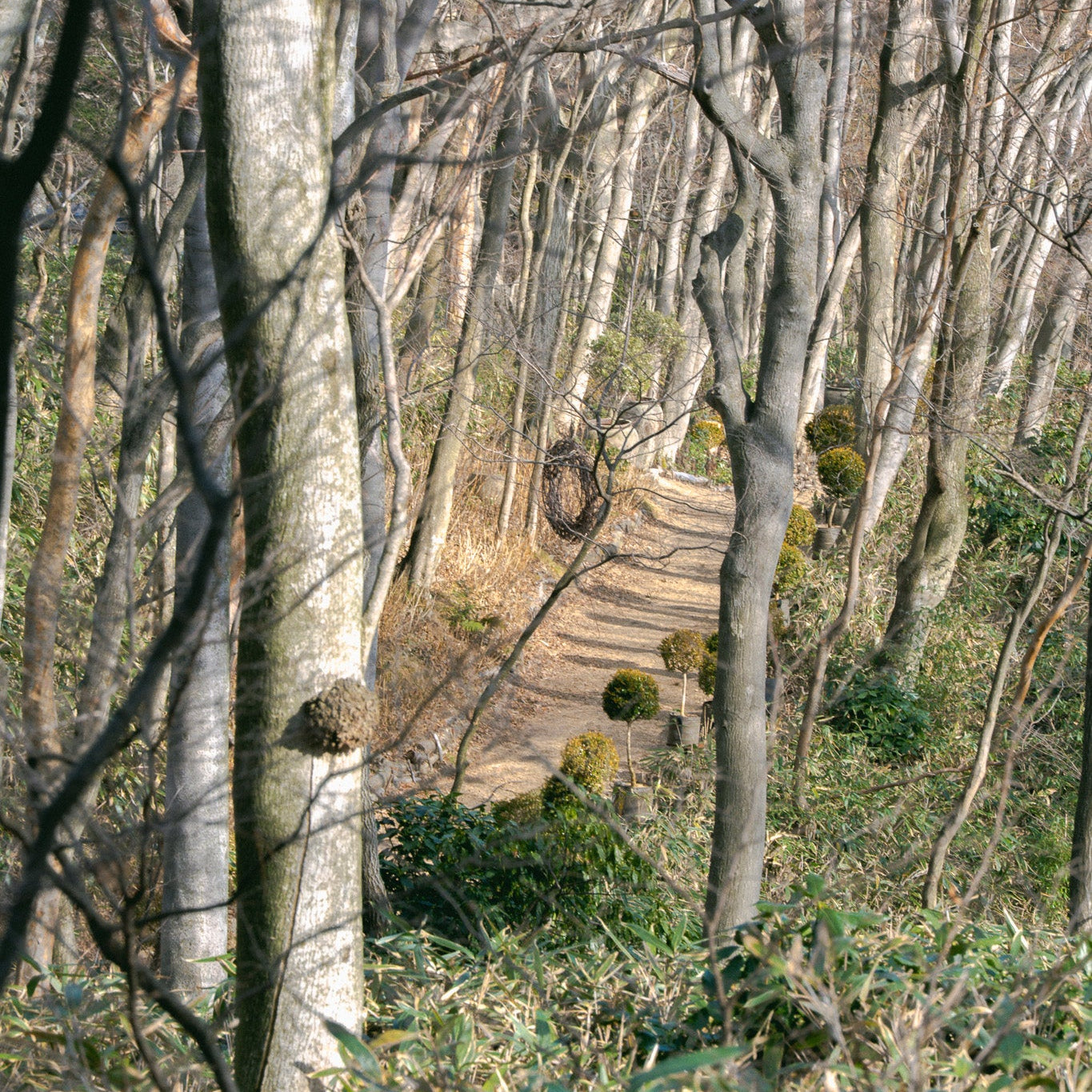 3.21 Spring Flower Workshop with Nicolai Bergmann