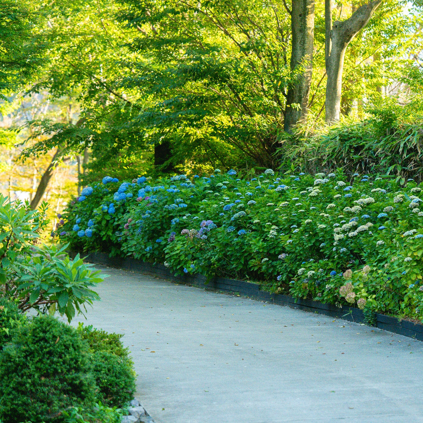 7.1  Hydrangea Flower Workshop with Nicolai Bergmann