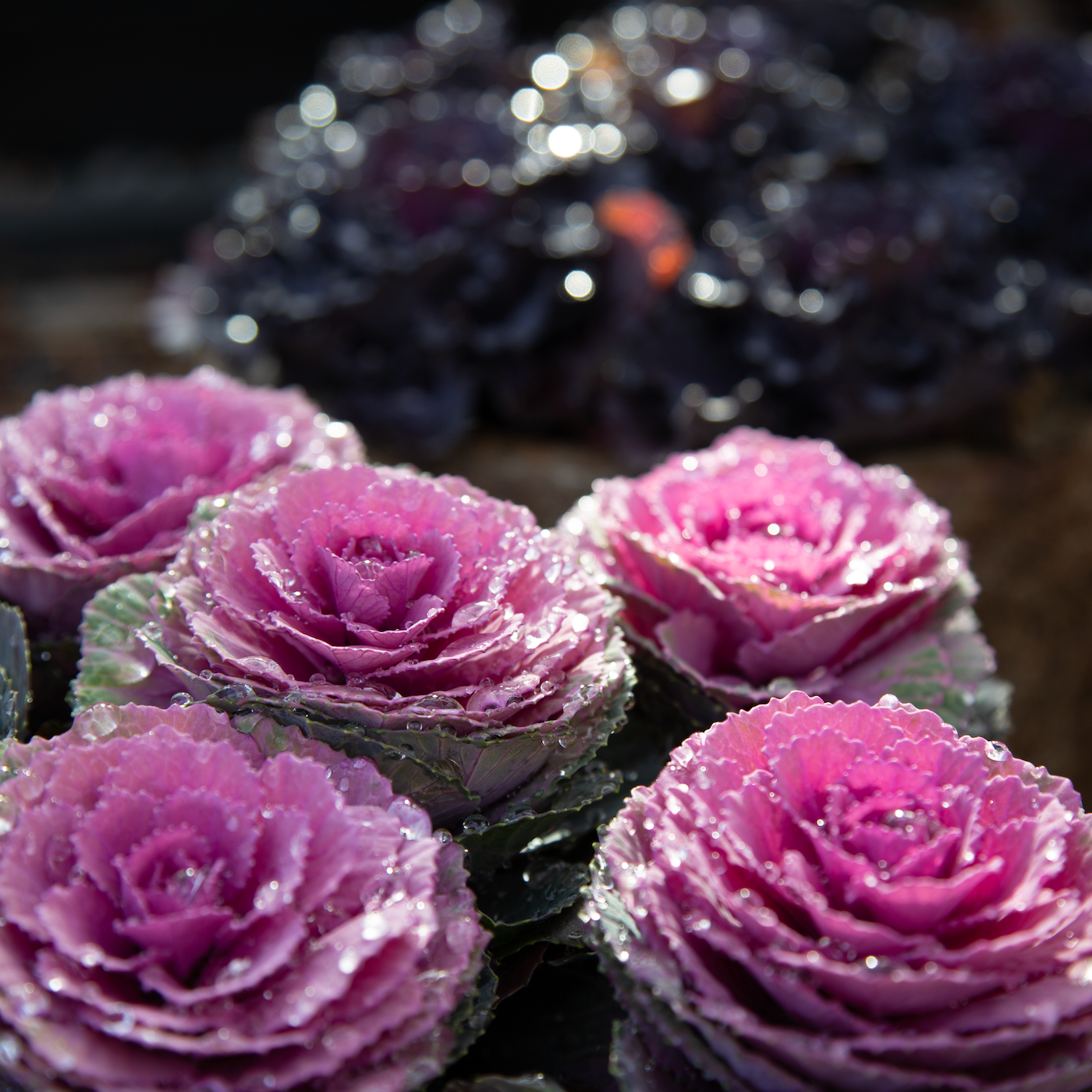 2.14 Valentine Flower Workshop with Nicolai Bergmann