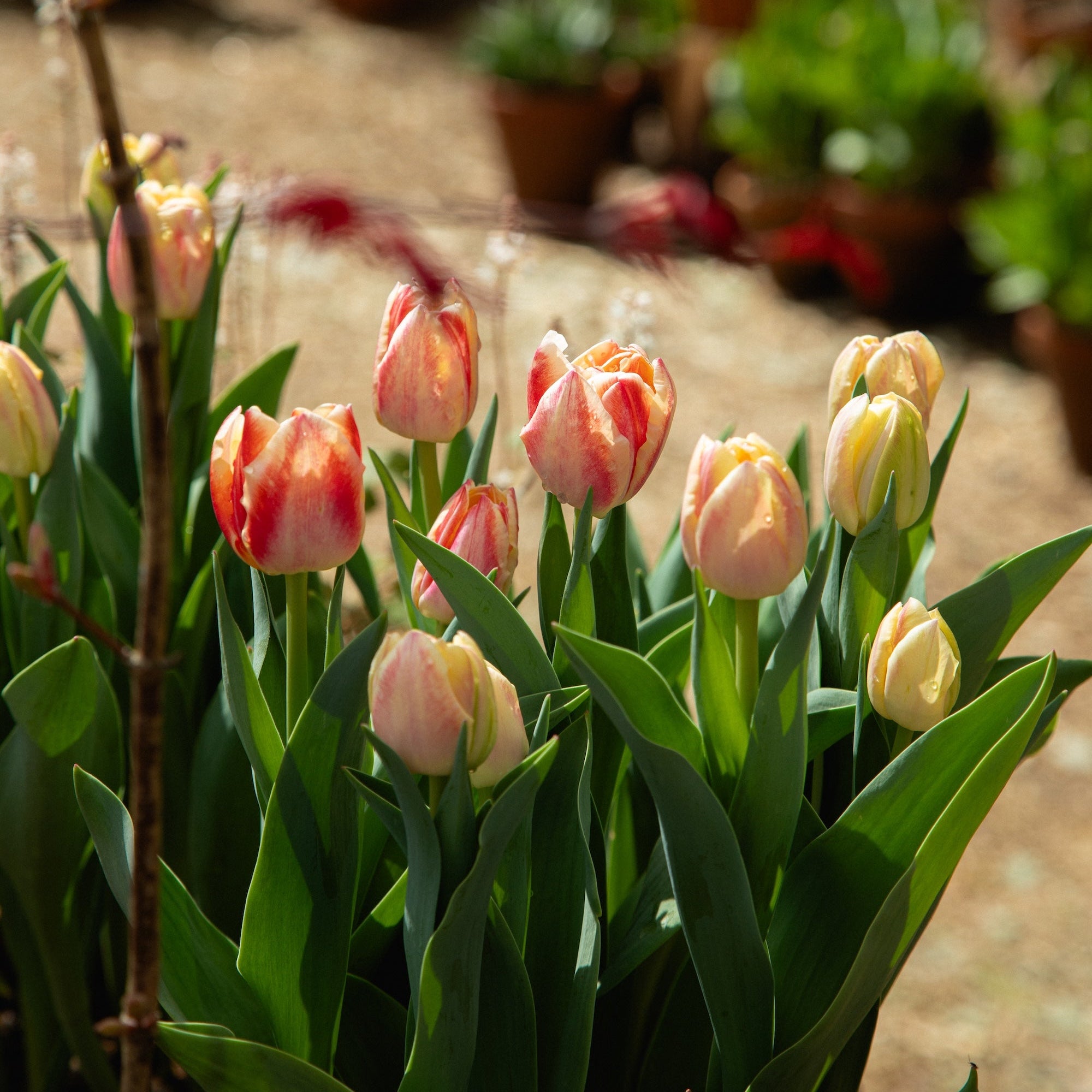 4.18 Anniversary Flower Workshop with Nicolai Bergmann